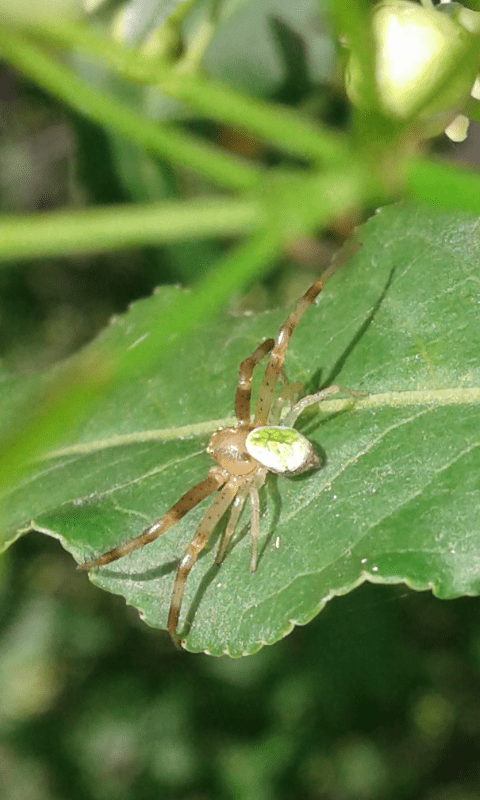 Ebrechtella tricuspidata (Thomisidae)? S, maschio - prov. PD